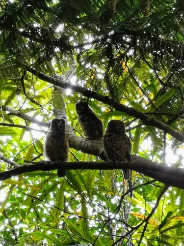 Morepork