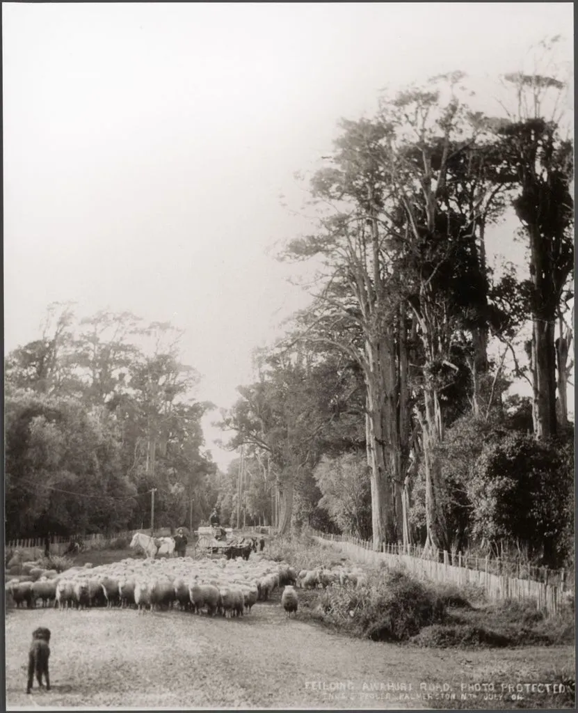 Sheep on the Feilding-Awahuri Road, 1904