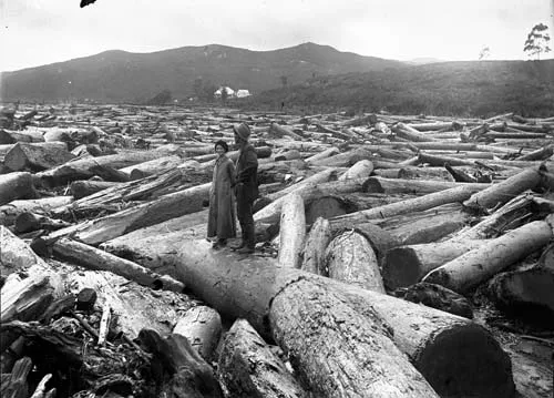 Logging kauri: log pile-up
