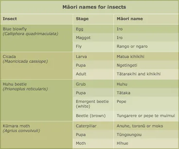 Image: Insect stages