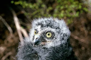 Image: Morepork chick