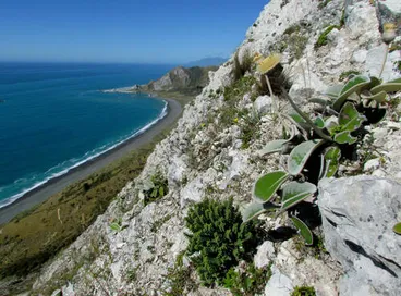 Image: Lowland Rock Daisy