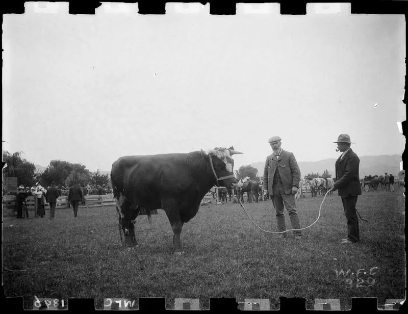 Bull, A & P Show, 1896.