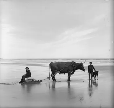 Image: Bull, sledge, boys and dog at Surat Beach