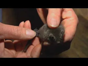 Image: Meet the Locals: Pekapeka