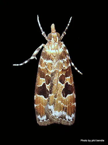 Scoparia ustimacula