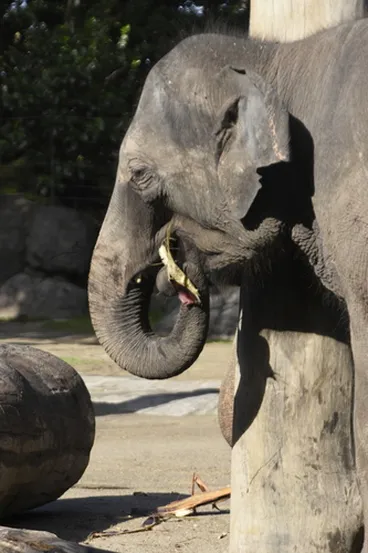 Image: Asian Elephant