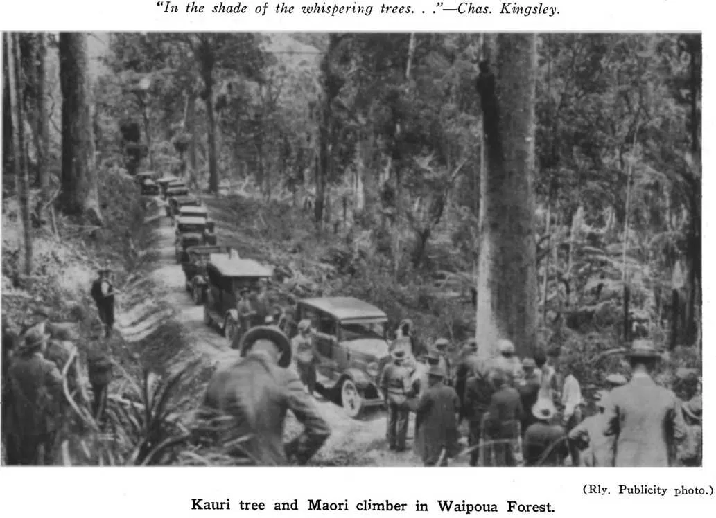 “In the shade of the whispering trees…“—Chas. Kingsley. — (Rly. Publicity photo.) — Kauri tree and Maori climber in Waipoua Forest