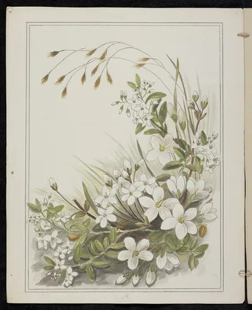 Image: Harris, Emily Cumming, 1837-1925: Gentiana obovata (now G. townsoni). Veronica buxifolia. [189-?].