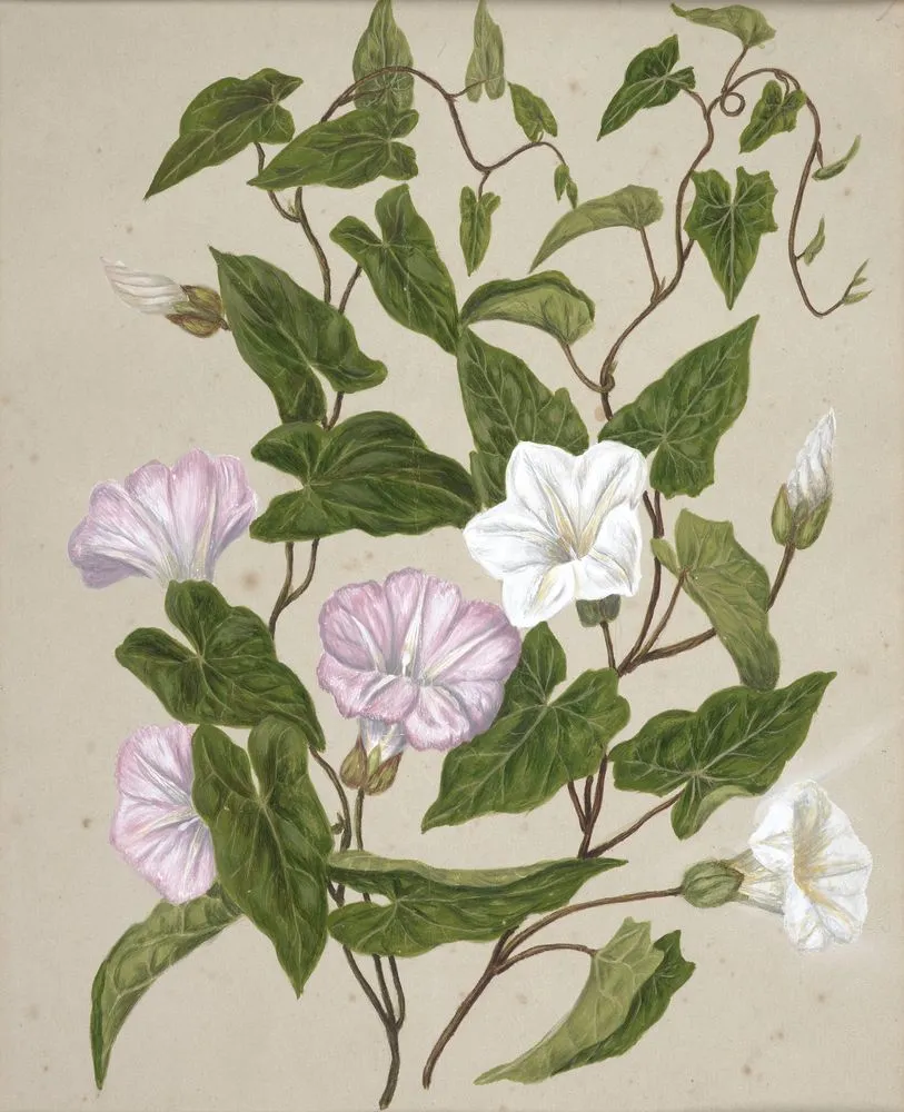 Bindweed, Pohu