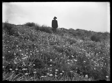 Image: Alpine flora of Tararua Range : Beds of Celmisia spectabilis on summit of Mount Waiopehu, 3588 ft, Western foothills of Range, Horowhenua County 03.01.1911