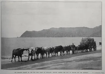 Image: The Shearing Season On The Far East Coast Of Auckland