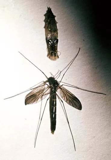 Image: Adult glow-worm