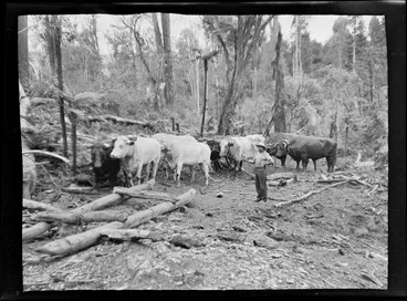 Image: An unidentified forestry worker with a bullock team and sled within an unknown forest, Kakahi District, Manawatu-Whanganui Region