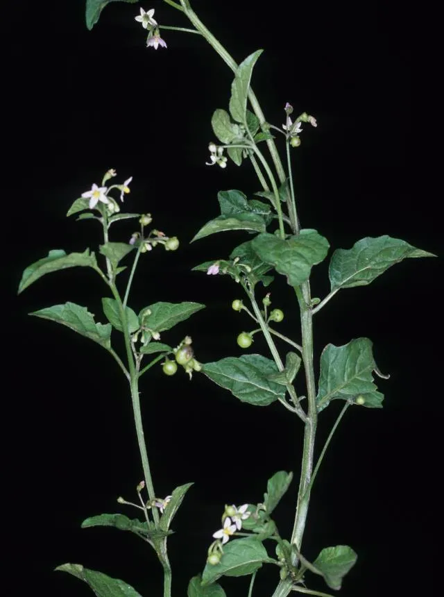 Solanum americanum Mill. - Pōporo, Poroporo, Raupeti, Remuroa, small-flowered nightshade