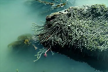 Image: Brown seaweeds