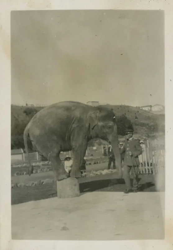 Elephant at Auckland Zoo