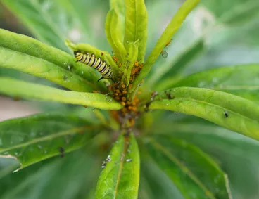 Image: Milkweed Aphid