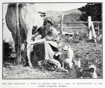 Image: The pets' breakfast: a study at milking time on a farm at Maungaturoto, in the North Auckland district