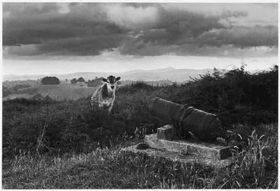 Cow and Cannon, Ruapekapeka