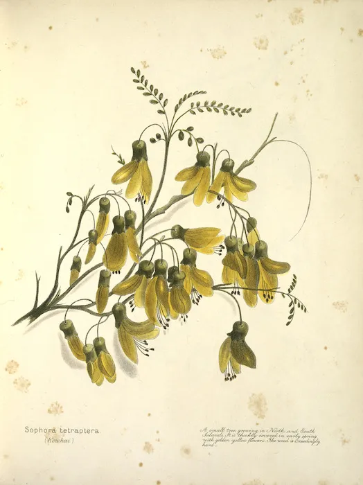 Harris, Emily Cumming, 1837-1925: Sophora tetraptera (kowhai). A small tree growing in North and South Islands. It is thickly covered in early spring with golden yellow flowers. The wood is exceedingly hard. [1899?]