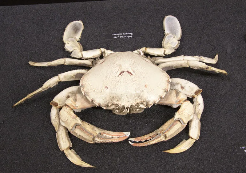 Swimming Crab