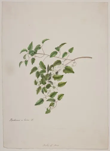 Image: King, Martha 1803?-1897 :Popokonui a hura iti. Folio C No. 15. [1842]