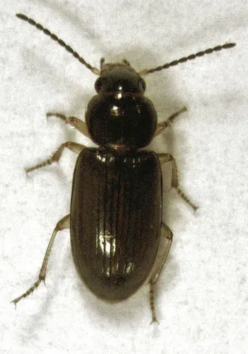 Haplanister crypticus