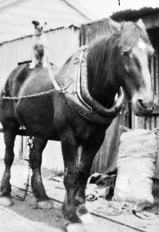 Dick (the horse) and dog.