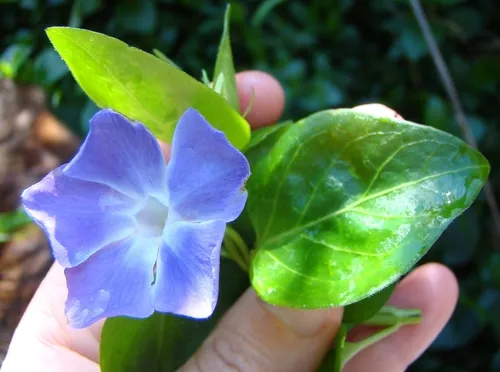Blue Periwinkle