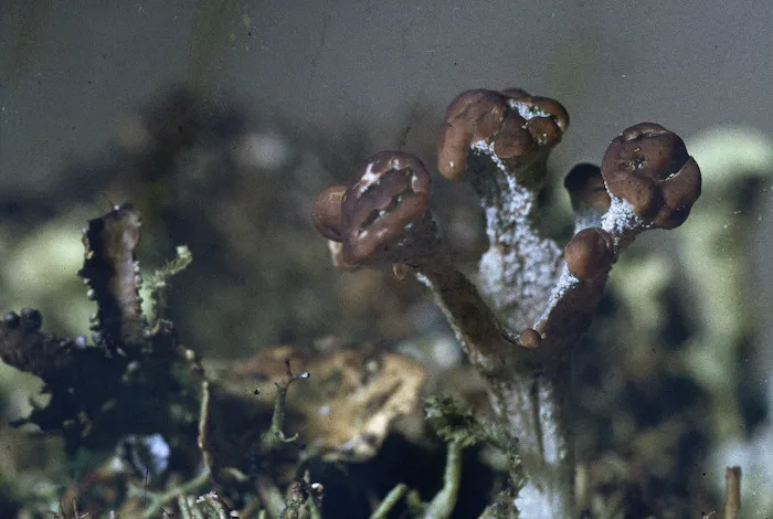 Photograph of a lichen (Cladia species), Campbell Island
