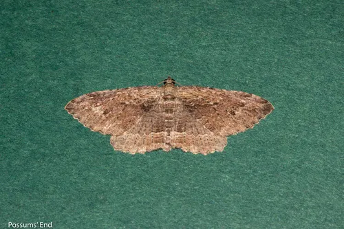 Austrocidaria gobiata