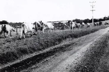 Image: Hungry cattle, Whitford, 1970