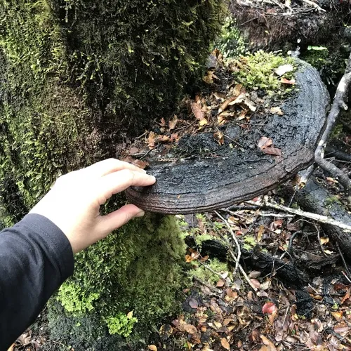 Artist's Brackets, Reishi, and Allies