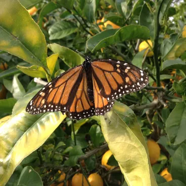 Monarch Image: Monarch