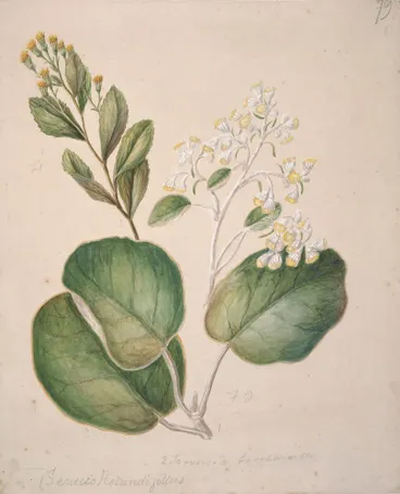 Image: [ Daisy (Brachyglottis)