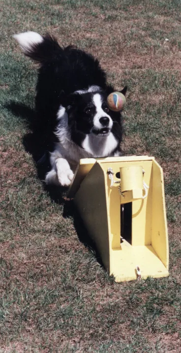 Image: Summer Carnival 1999; Border Collie in agility display obstacle course.