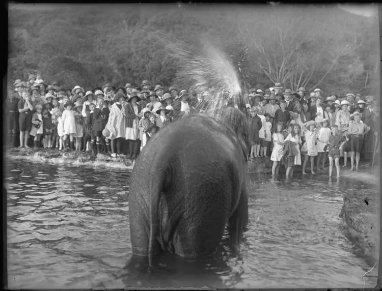 Jamuna the elephant at Auckland Zoo, Western Springs