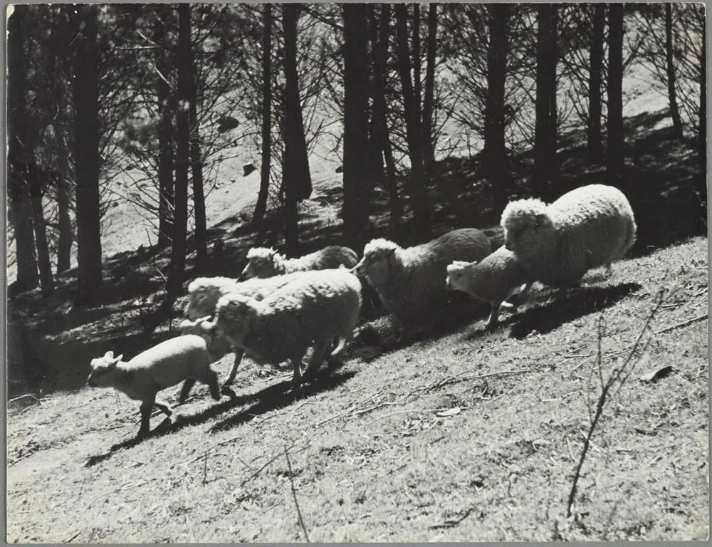 Sheep running on hillside, Waipukurau farm