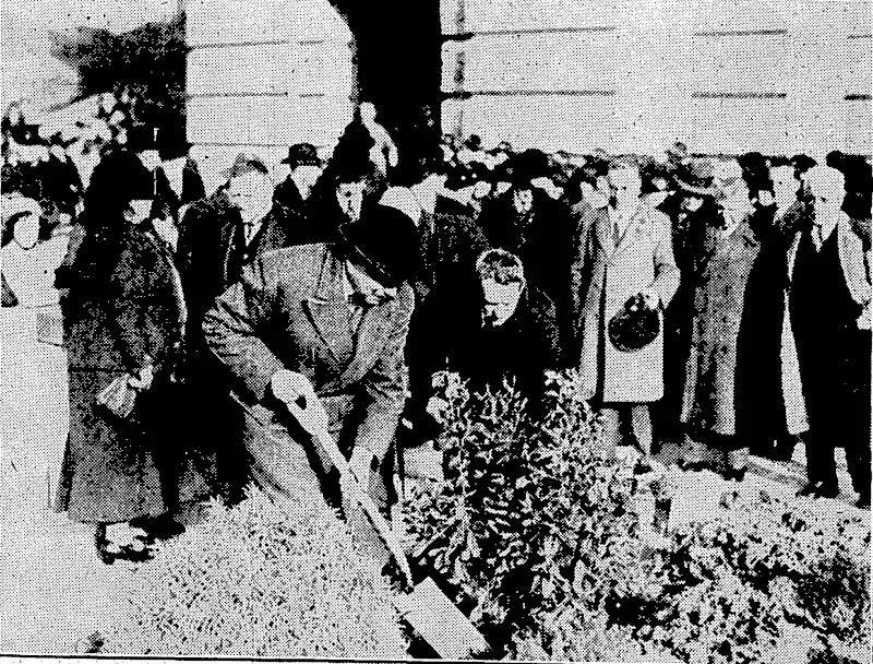Evcnlnff'Post". Photo. TREE PLANTING ,AT CARILLON.—Lord and Lady Galway yesterday afternoon took ,part in the ceremony of planting pohutukawas in the formal plots<at the'-base of the War Memorial Carillon. Lord ■«• Galway, assisted'by the Director of Parks and Reserves, planting ■ one of the trees. (Evening Post, 08 August 1935)