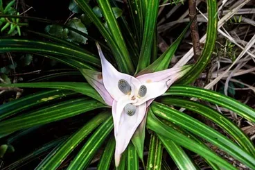 Image: Kiekie flower