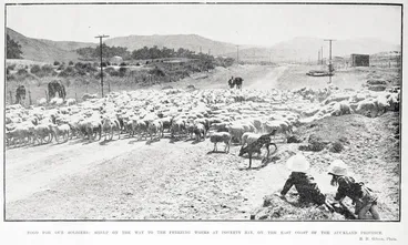 Image: Food for our soldiers: sheep on the way to the freezing works at Poverty Bay, on the East Coast of the Auckland Province