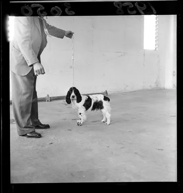 Image: Cocker spaniel at the National Dog Show