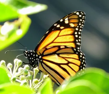 Image: Monarch