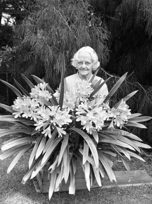 VC's mother - 15 Domain Tce (PB1319/7)