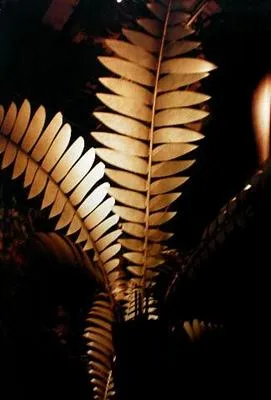 Wellington (Fern)