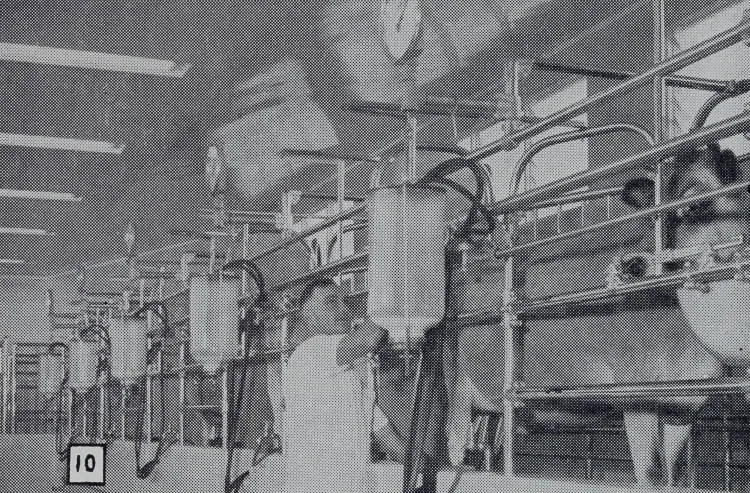 Milking time, Totara Park, Manurewa, 1952