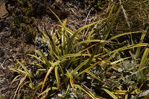 Astelia petriei