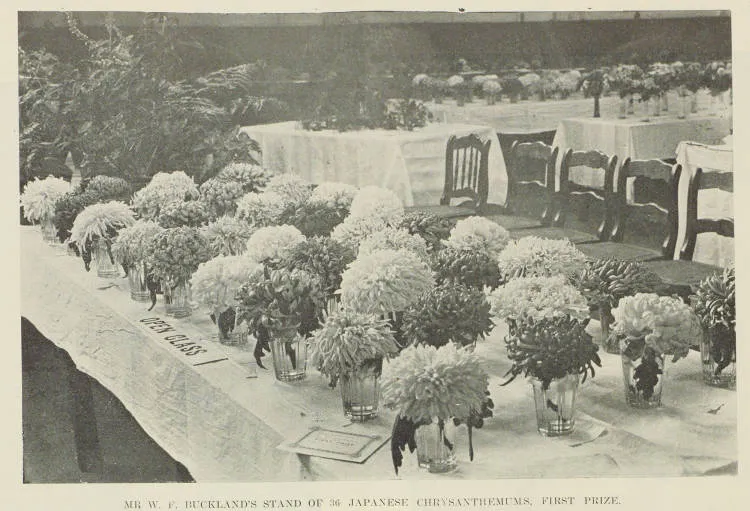 Auckland Chrysanthemum and Dahlia show
