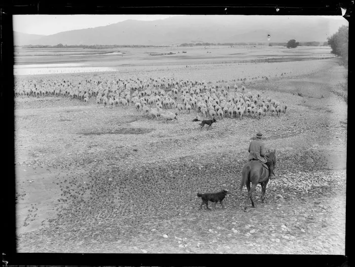Flock of sheep being driven along riverbank by sheepdogs and a drover on a horse, location unknown